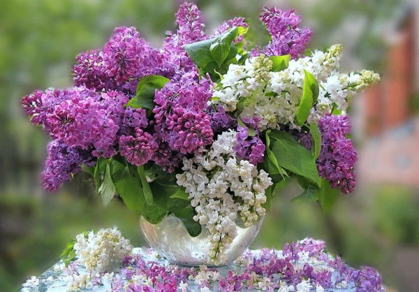 Букет из сирени