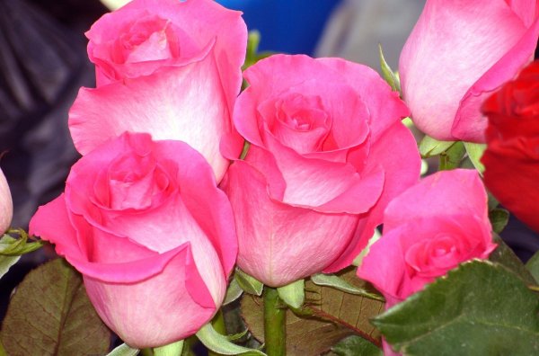 Розы Эквадор 51шт фуксия