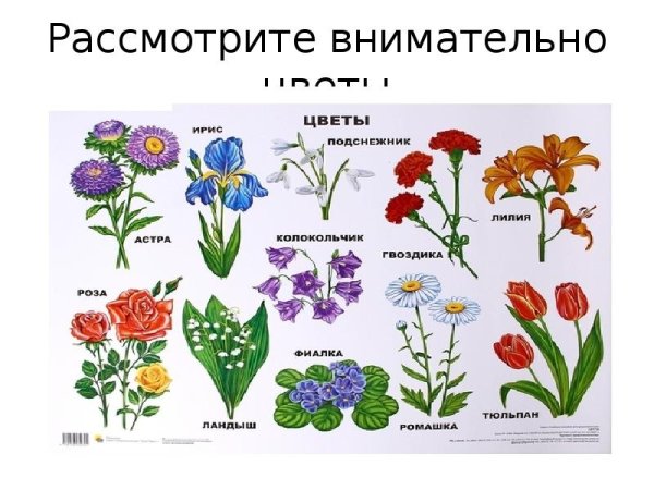 Цветы с названиями для детей