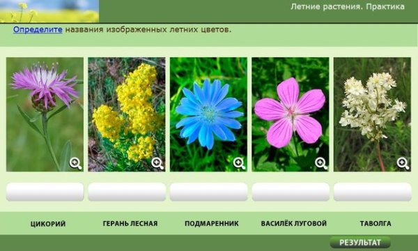 Летние растения описание