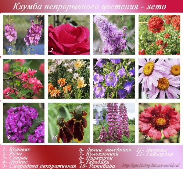 Перечень цветов для клумб