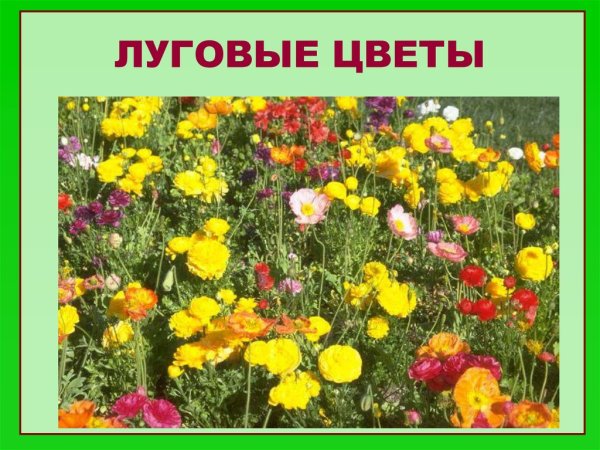 Цветы которые растут на лугу