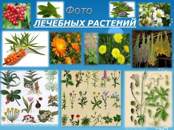 Лекарственные растения для дошкольников с названиями