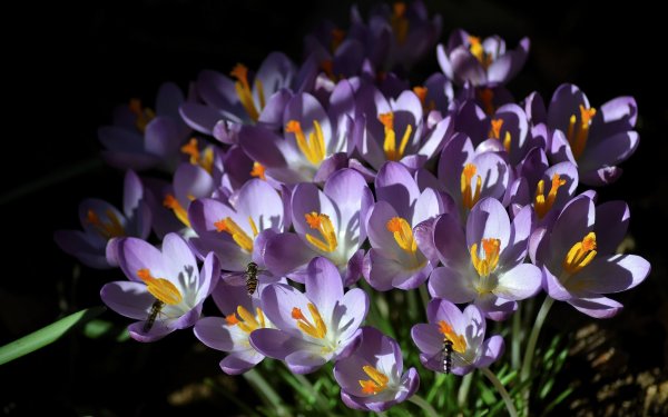 Крокус весенний Crocus vernus