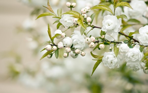Природа цветы