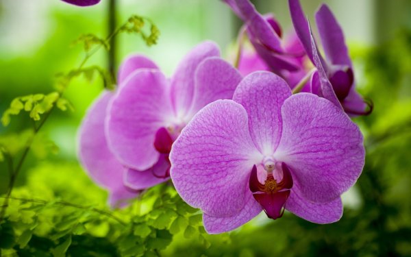 Весы CENTEK CT-2421 Orchid