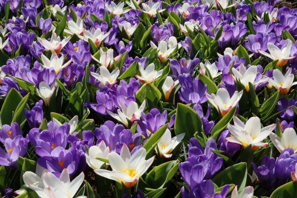 Крокус (Crocus)
