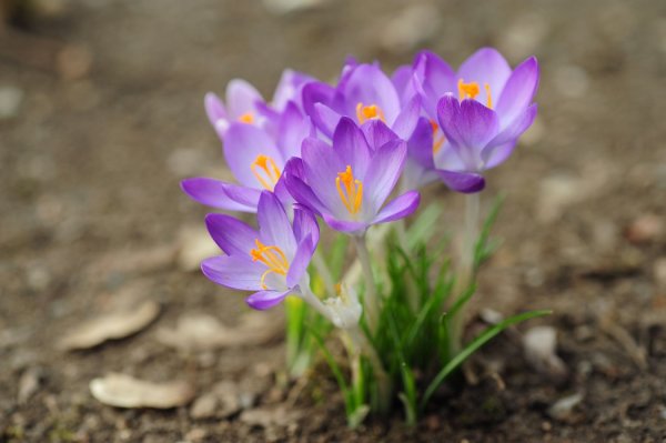 Крокус Spring Beauty (1шт.)