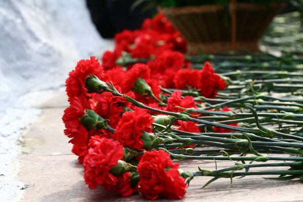Гвоздики 9 мая
