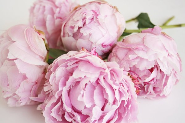 Пионовидная роза Peony Pink