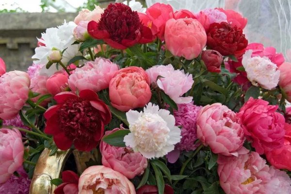 Пион Paeonia