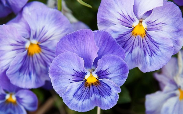 Фиалка Анютины глазки