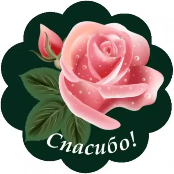 Красивые цветы розы под дождём