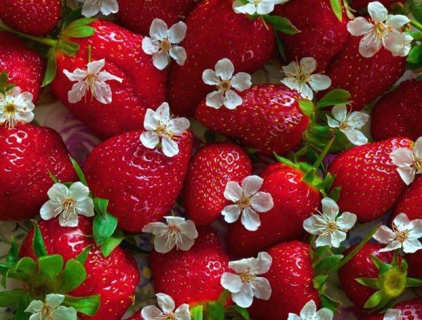 Лето клубника цветы