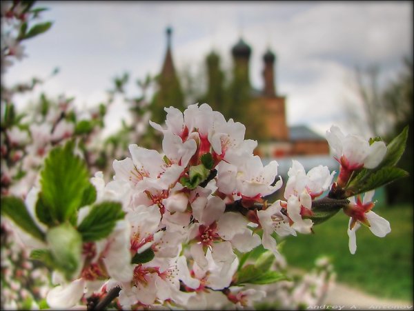Черемуха яблоня сирень