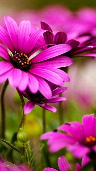 Космея – Pink Cosmos