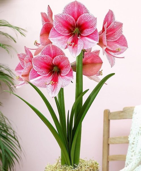 Каланхоэ thyrsiflora