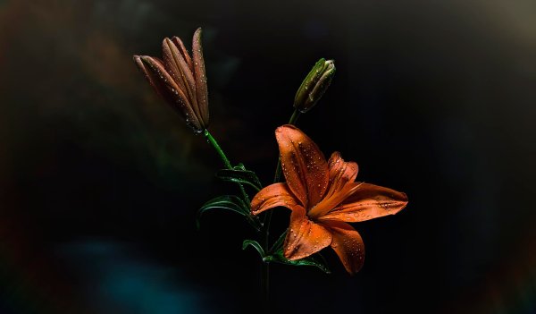 Коричневые цветы