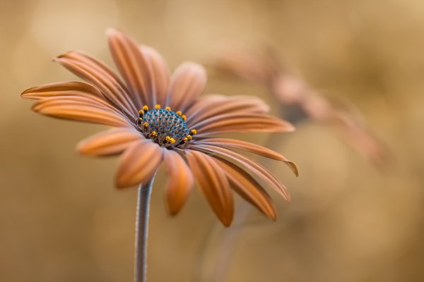 Коричневые цветы