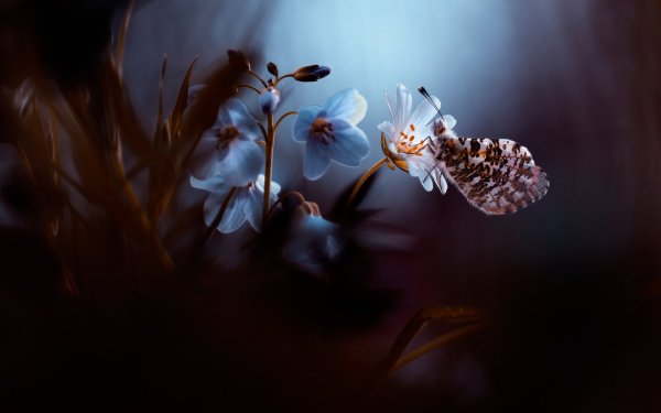 Нежность природа