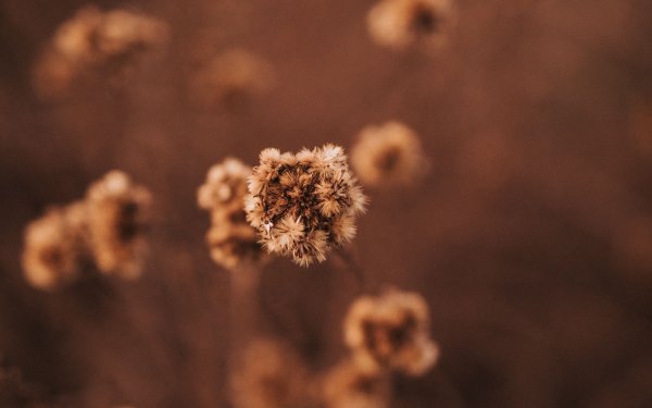 Коричневые растения