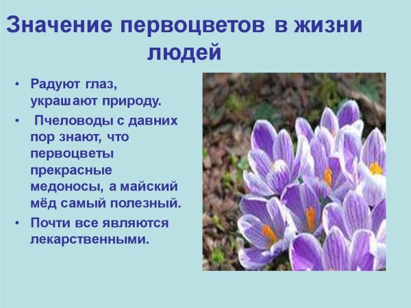 Проект первоцветы