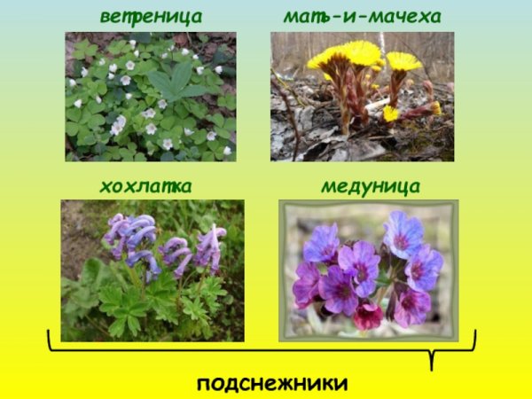 Хохлатка ветреница лютичная Медуница
