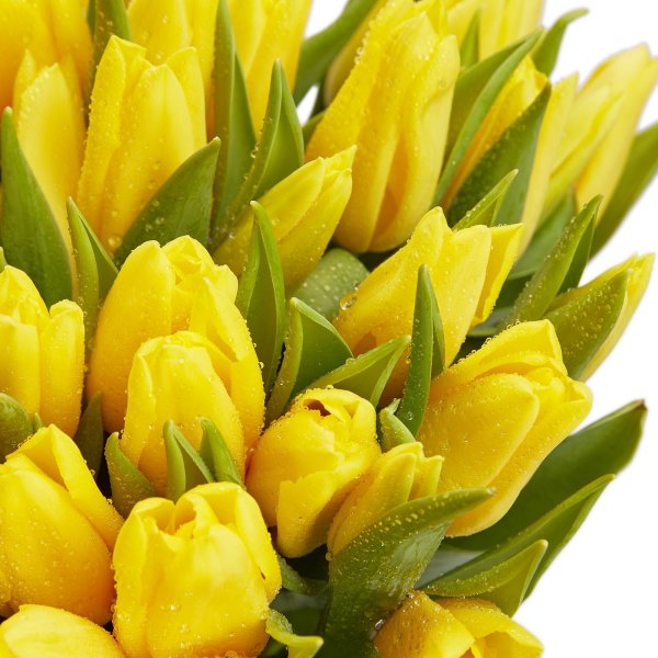 Тюльпаны Agras Yellow