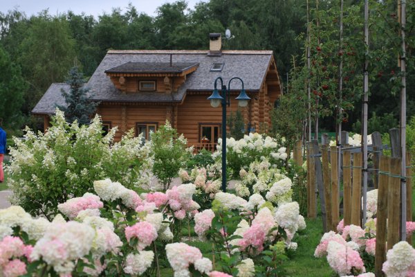 Палисадник Энфилд
