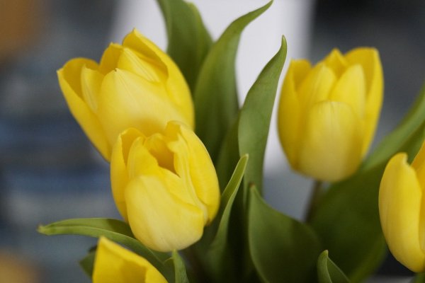Тюльпан Yellow Blossom'