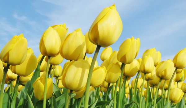 Картинки цветы красивые тюльпаны желтые (70 фото) » Картинки и статусы про  окружающий мир вокруг
