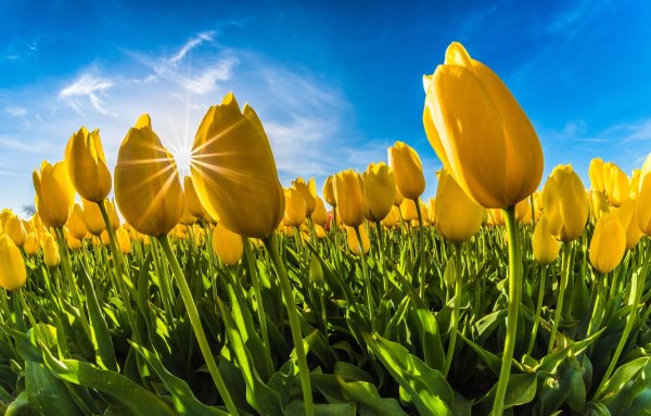 Фотообои желтые цветы