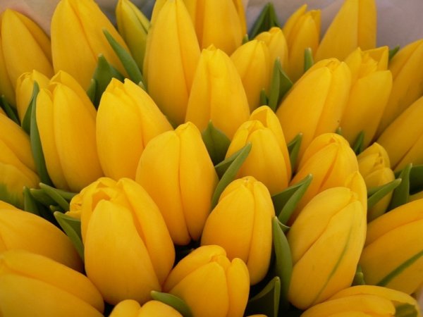 Картинки цветы красивые тюльпаны желтые (70 фото) » Картинки и статусы про  окружающий мир вокруг