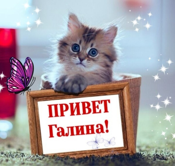 Привет Галина открытка