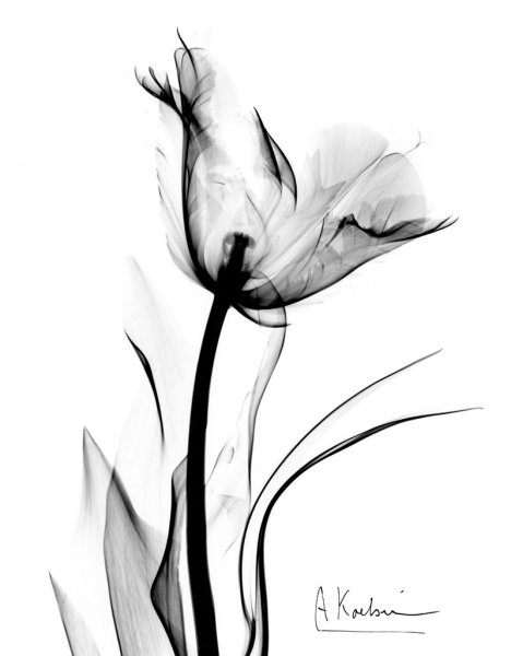 Albert Koetsier Tulip
