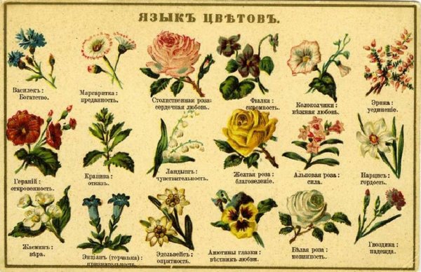 Комнатные растения названия