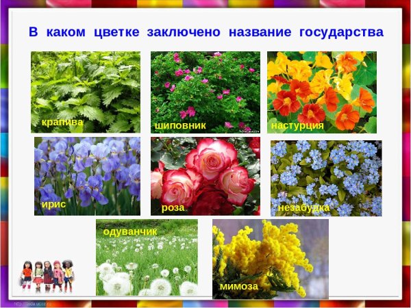 Тенелюбивые влаголюбивые комнатные растения