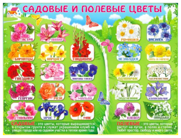 Садовые и полевые цветы для детей