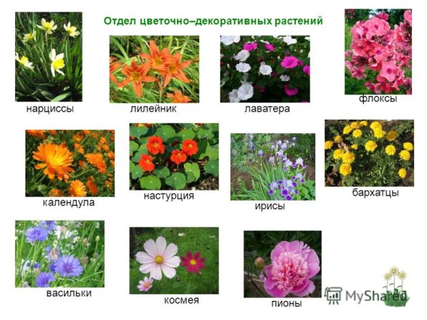 Цветы которые растут на клумбе названия
