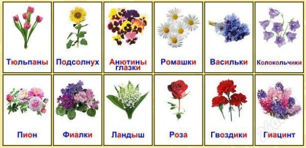 Цветы карточки для детей