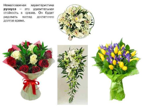 Альстромерия Венус