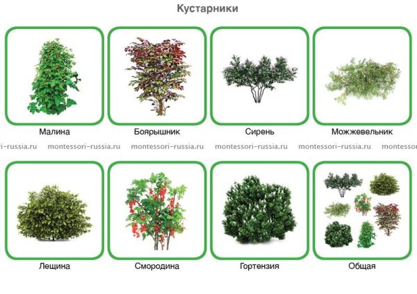 Кустарники названия