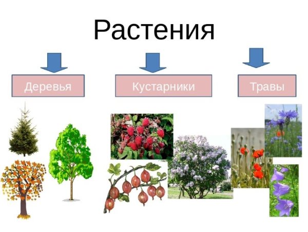Кустарники и травянистые растения