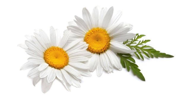 Camomile Ромашка