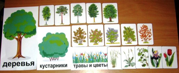 Деревья и кустарники средняя группа