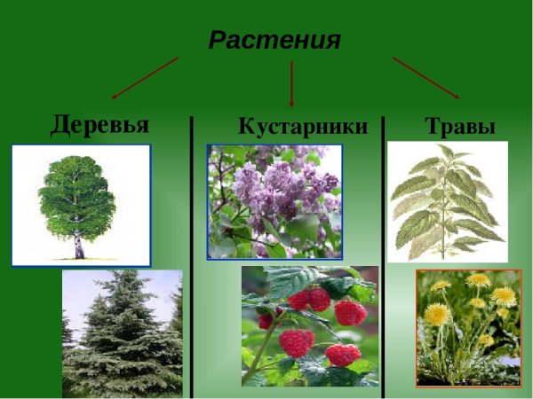 Деревья кустарники травы