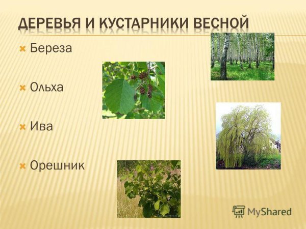 Деревья и кустарники весной