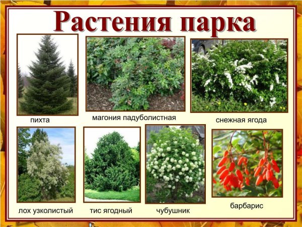 Кустарники названия