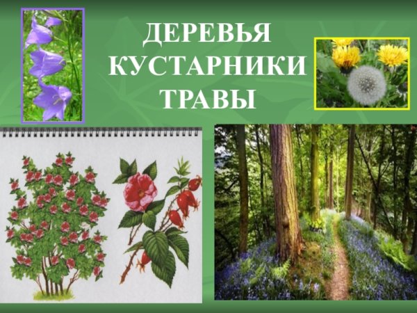 Растительный мир для детей