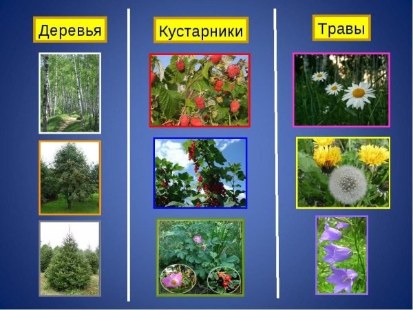 Деревья, ку, тарники, травы